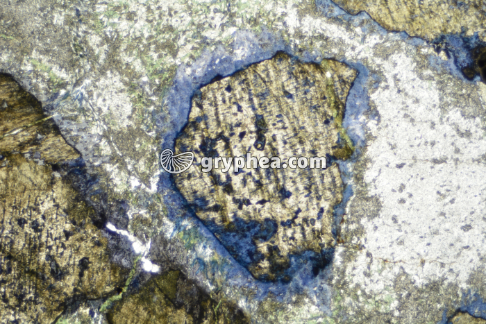 Glaucophane LPNA x25 - gryphea.com